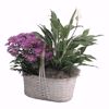 Picture of Rattan Double Bloomer W/Handle 6"
