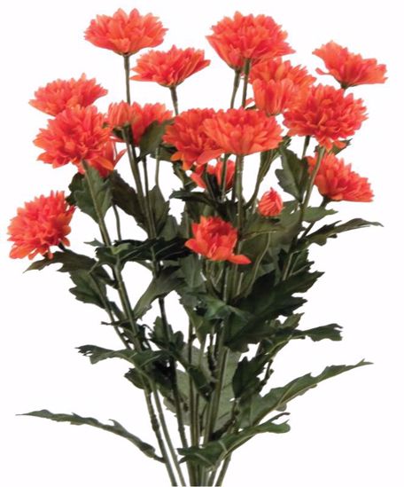 Picture of 18.5" Orange Cushion Mum Bush x 10 2" Bloom