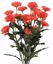 Picture of 18.5" Orange Cushion Mum Bush x 10 2" Bloom