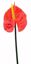 Picture of 25.5" Anthurium Stem