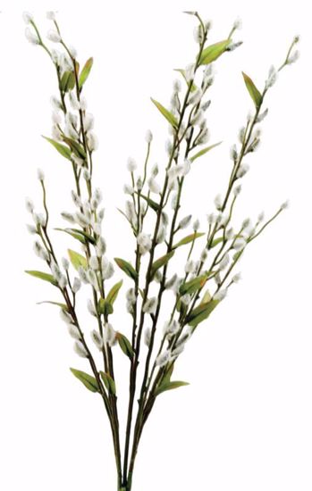 Picture of Cream Pussy Willow Bush (15 Stems, 31")