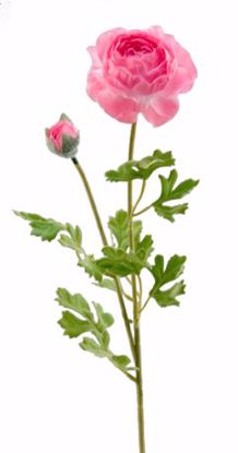 Picture of Pink Ranunculus Spray (2 Stems, 26")