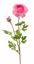 Picture of 26" Ranunculus Spray x 2