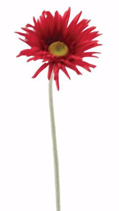 Picture of Red Gerbera Daisy  Single Stem (23")