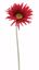 Picture of 23" Gerbera Daisy Stem