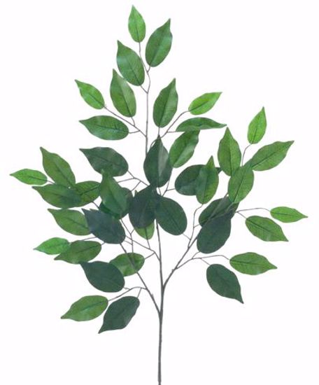 Picture of Ficus Spray (21")