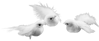 Picture of White Dove (3 Assorted)