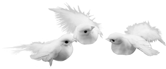 Picture of White Dove (3 Assorted)