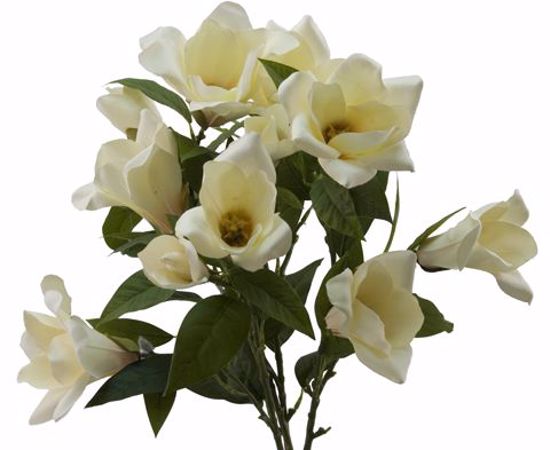 Picture of Cream/Peach Magnolia Bush (11 Stems, 24")