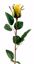 Picture of 23" Rose Stem