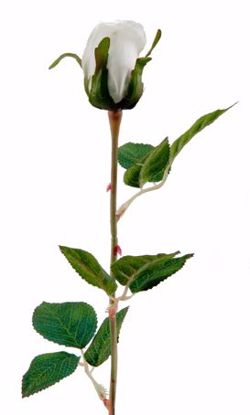 Picture of White Rose Stem  (23")