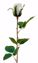 Picture of 23" Rose Stem