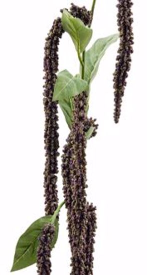 Picture of 28" Purple Foxtail Spray x 6