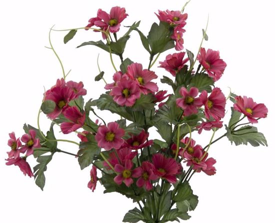 Picture of 18" Daisy Bush x 10