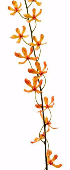 Picture of Orange New Singapore Orchid Spray (42")