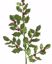 Picture of 27" Holly Spray-Green Glitter