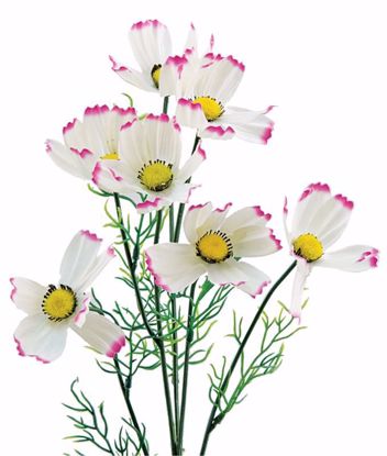 Picture of Cream with Lavender Cosmos Spray (7 Stems, 22")