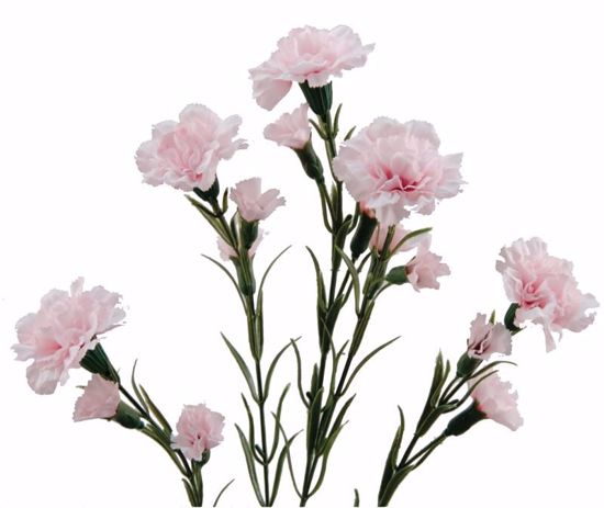 Picture of Pink Carnation Spray (5 Stems, 26")