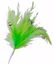 Picture of Flutterzz Collection - Lime Green