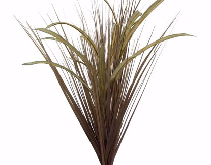 Picture of Brown Dracaena-Onion Grass Bush (7 Stems, 28")