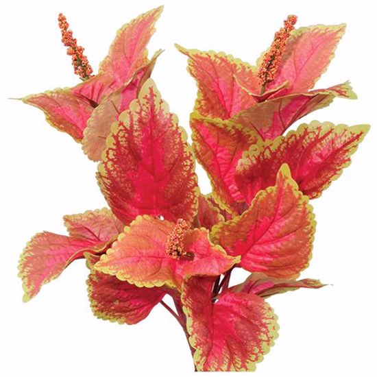 Picture of Red & Yellow Coleus Bush (3 Stems, 19")