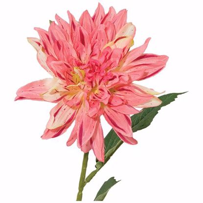 Picture of Beauty Dahlia Stems (26.5")