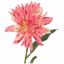 Picture of 26.5" Dahlia Stem