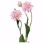 Picture of 27.5" Dahlia Spray x 3