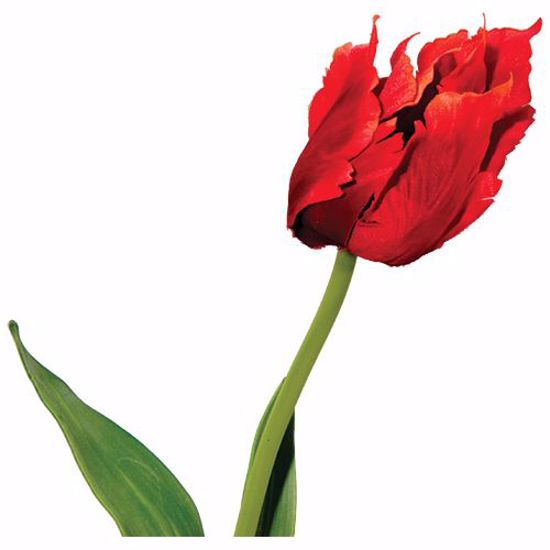 Picture of Red Orange Wild Tulip Stem with 2 Leaves  (20")