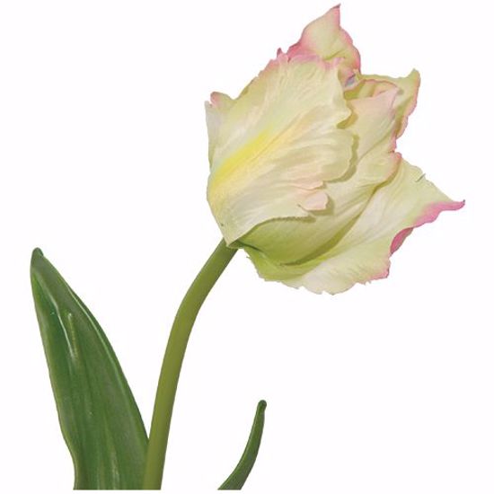Picture of Cream Pink Wild Tulip Stem with 2 Leaves (20")