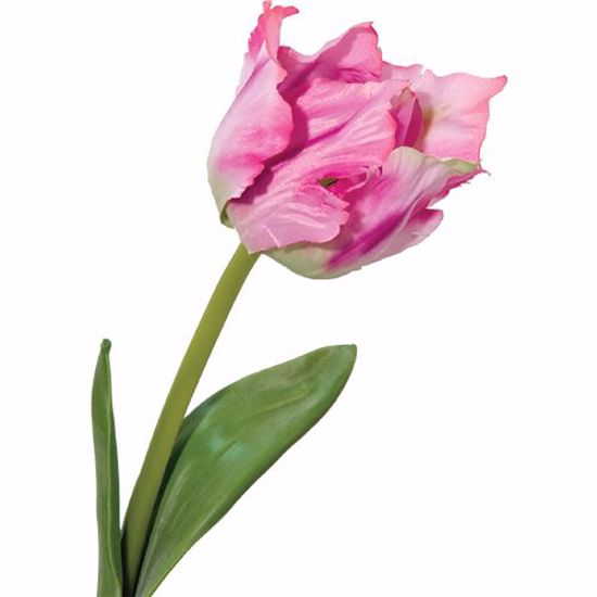 Picture of Purple Wild Tulip Stem with 2 Leaves (20")