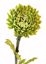 Picture of 30" Green Mum Stem