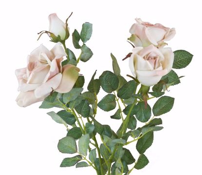 Picture of 21" Diamond Rose Bush x 4