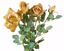 Picture of 21" Diamond Rose Bush x 4