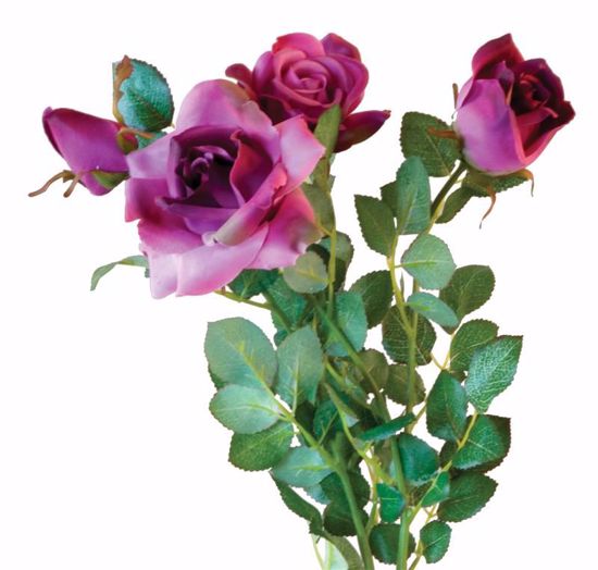 Picture of Purple Diamond Rose Bush (4 Stems, 21")