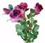 Picture of 21" Diamond Rose Bush x 4