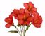 Picture of 21" Hibiscus Bush x 6
