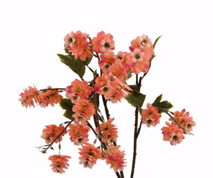 Picture of 21" Hop Flower Bush x 3