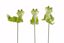 Picture of Frog Picks (3 Assorted, 10")