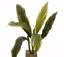 Picture of 29.5" Variegated Cordyline Spray