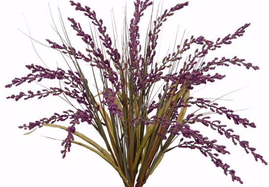 Picture of Purple Heather Onion Busjh-10 Stems, 21"