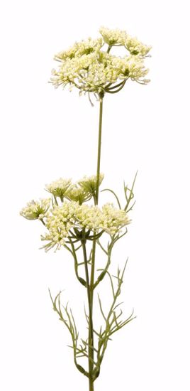 Picture of Cream Queen Ann Lace Stem (25")