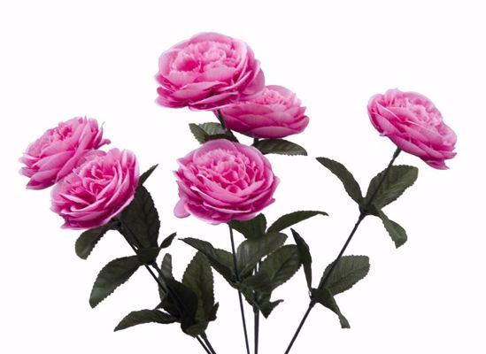 Picture of Beauty Cabbage Rose Bush (6 Stems, 17")