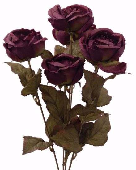 Picture of Purple Cabbage Rose Bush (6 Stems, )
