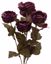 Picture of Cabbage Rose Bush x 6
