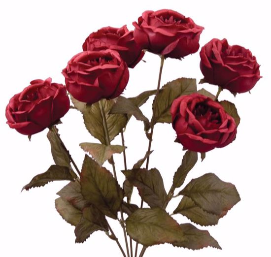 Picture of Burgundy Cabbage Rose Bush (6 Stems, )