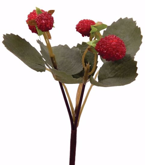 Picture of Burgundy Raspberry Pick 