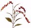 Picture of 27" Berry Spray