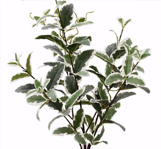 Picture of 26" Variegated Saliva Bush x 7