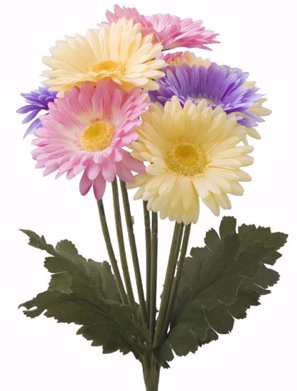 Picture of Spring Colors Gerbera Daisy  Bush (8 Stems, 17")